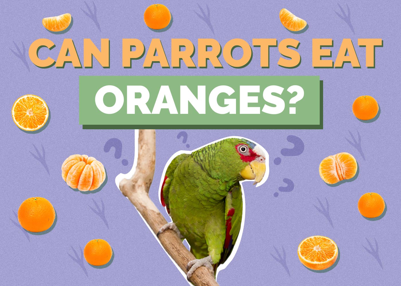 Can Parrots Eat Oranges? Vet-Approved Feeding Facts