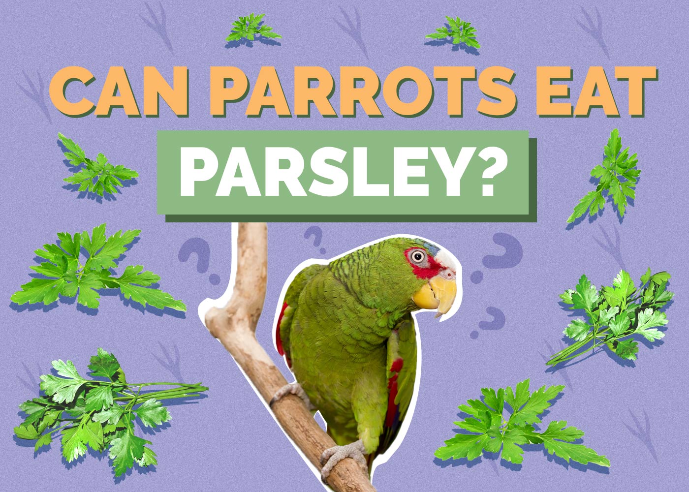 Can Parrots Eat Parsley? Vet-Reviewed Health Concerns
