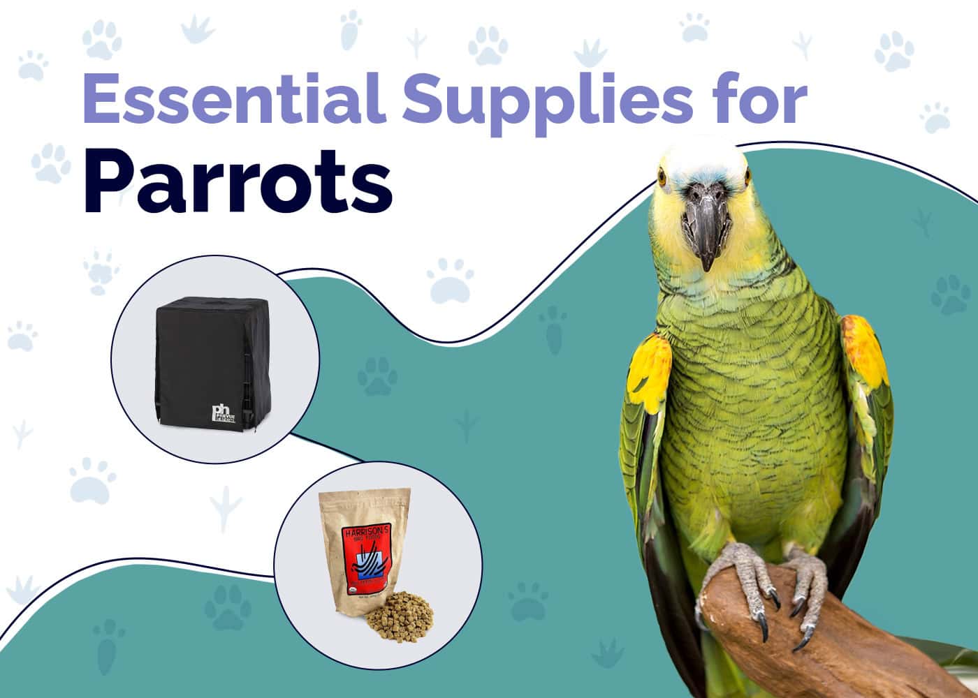 9 Parrot Essentials You Need Before You Get One: 2026 Vet-Approved Guide