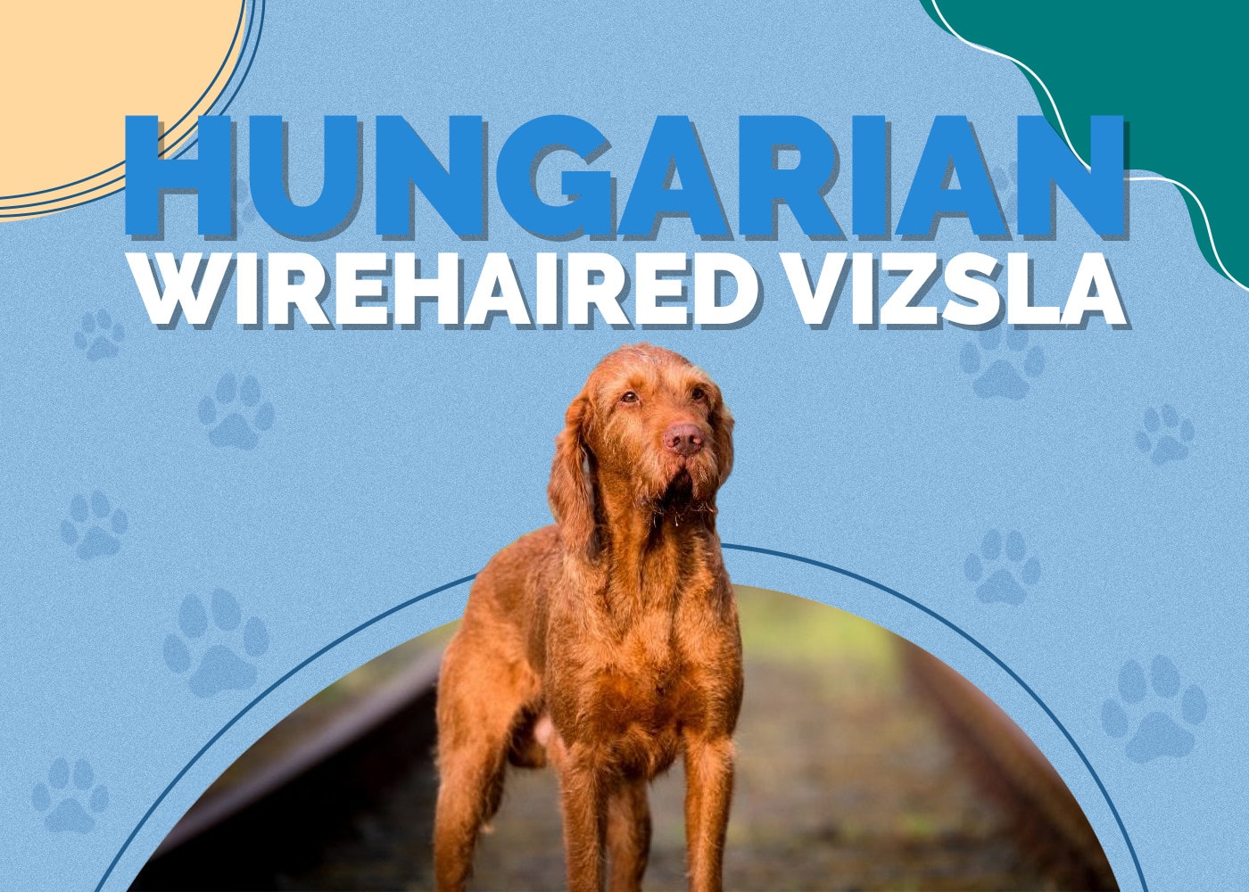 Hungarian Wirehaired Vizsla Dog Breed: Info, Pictures, Care & More