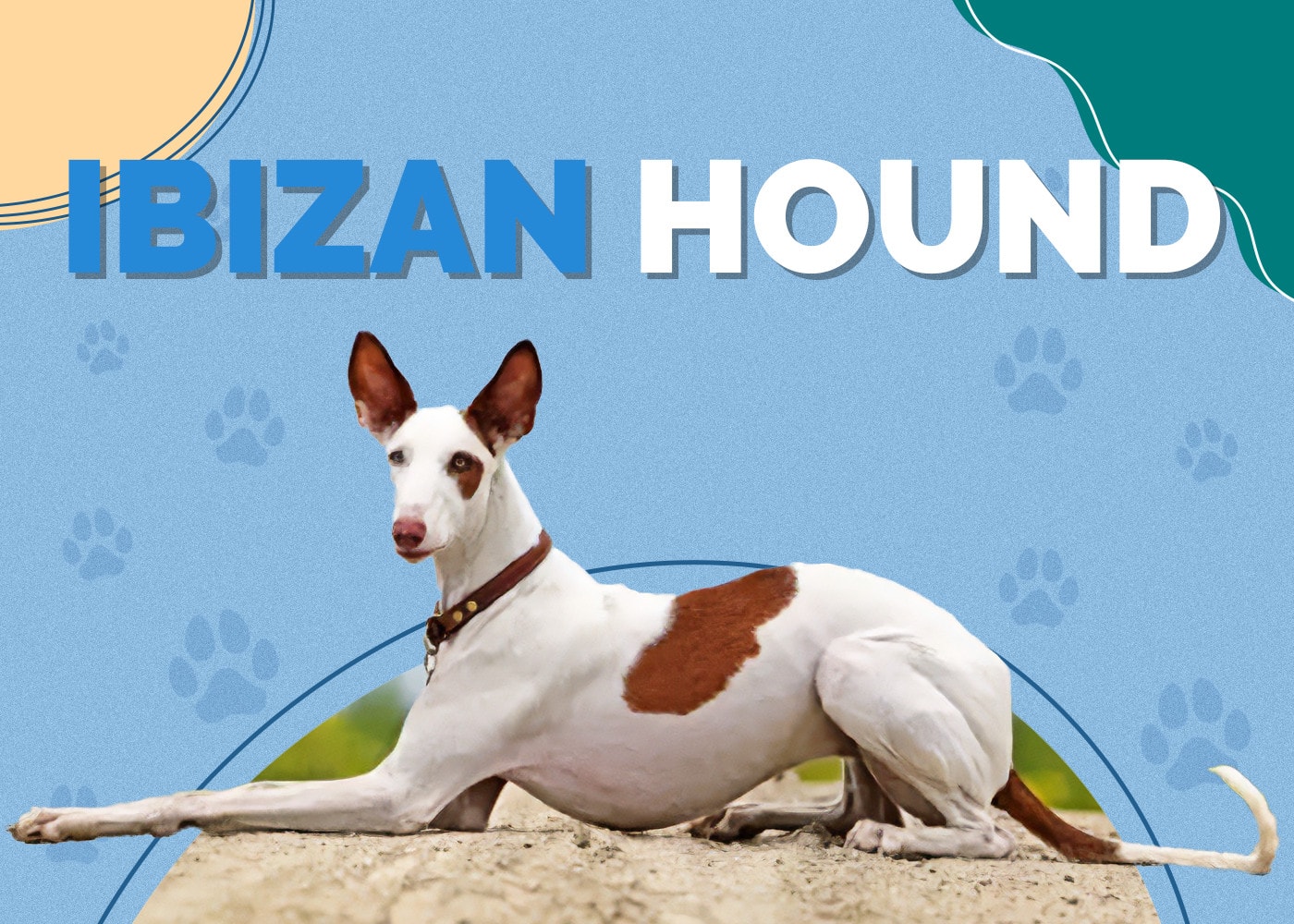 Ibizan Hound Dog Breed Info: Pictures, Traits & Facts