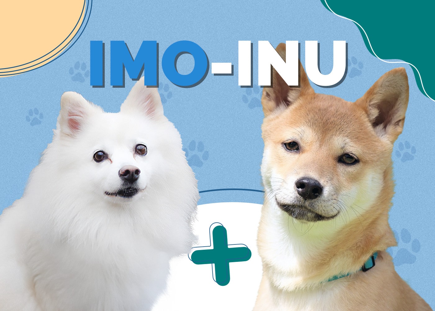 Imo-Inu (American Eskimo & Shiba Inu Mix): Info, Pictures, Personality