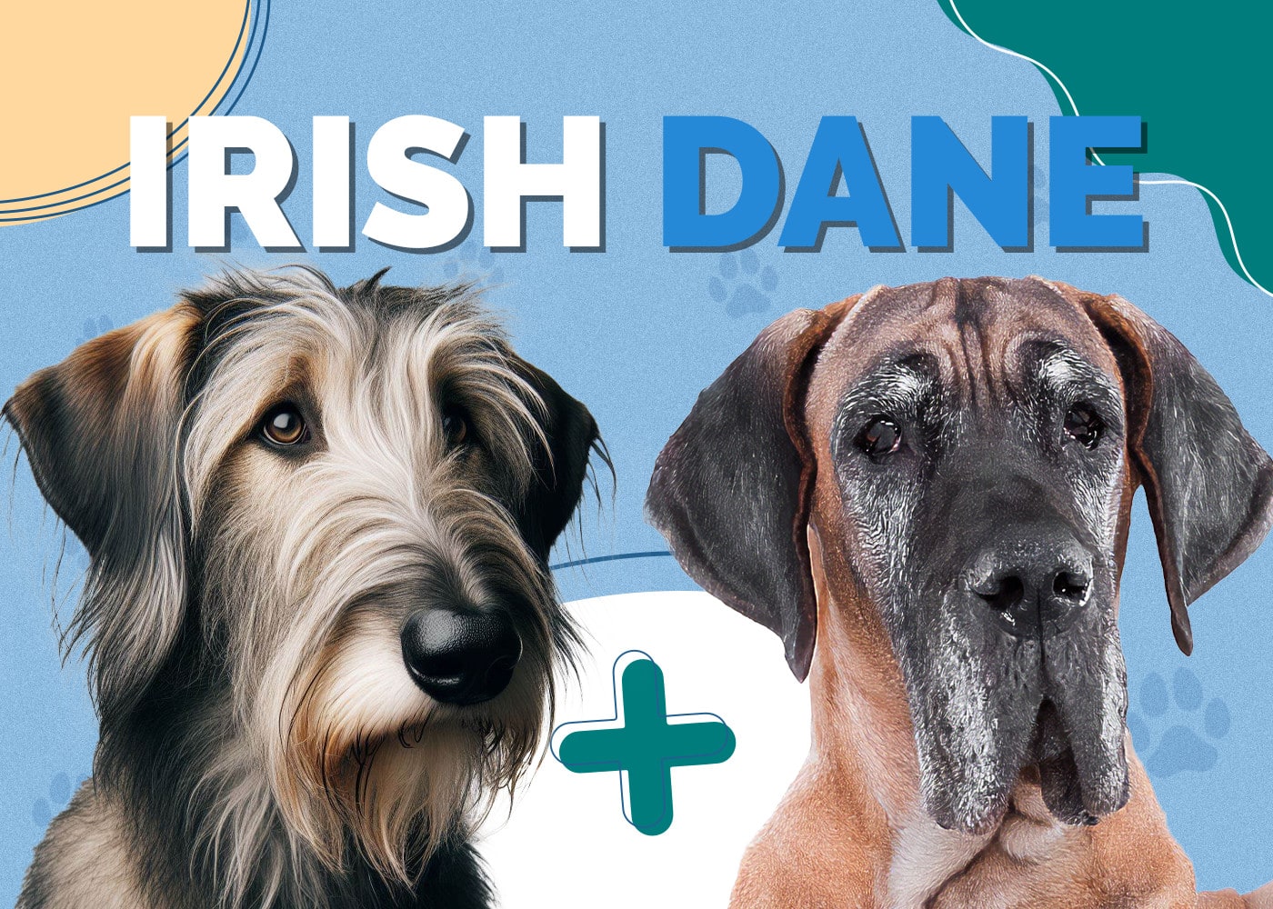 Irish Dane (Irish Wolfhound & Great Dane Mix): Info, Pictures, Traits