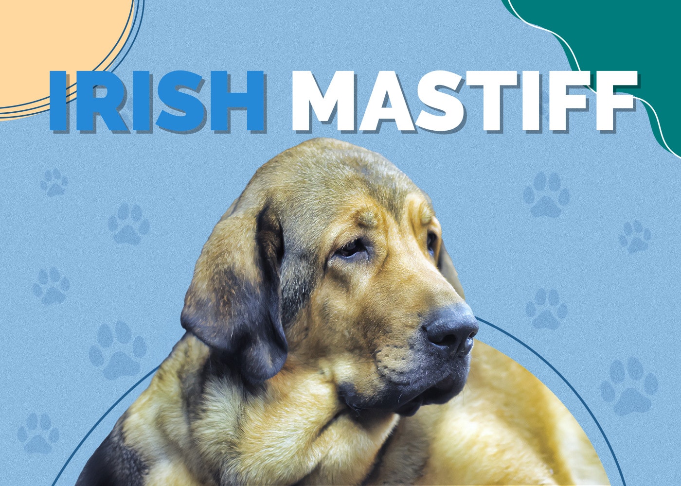 Irish Mastiff (Irish Wolfhound & Mastiff Mix): Info, Pictures, Facts, Traits