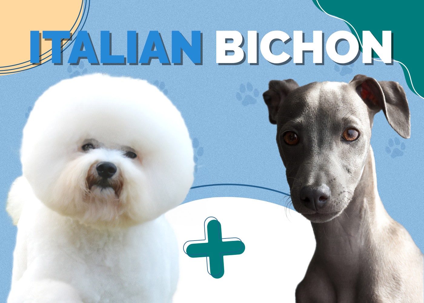 Italian Bichon (Bichon & Italian Greyhound Mix): Info, Pictures, Traits