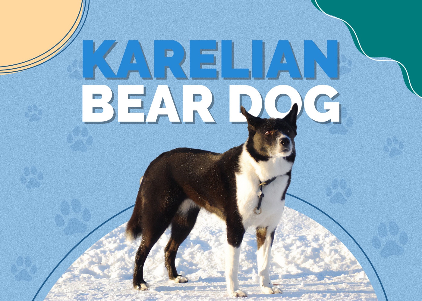 Karelian Bear Dog Breed: Info, Pictures, Personality & More