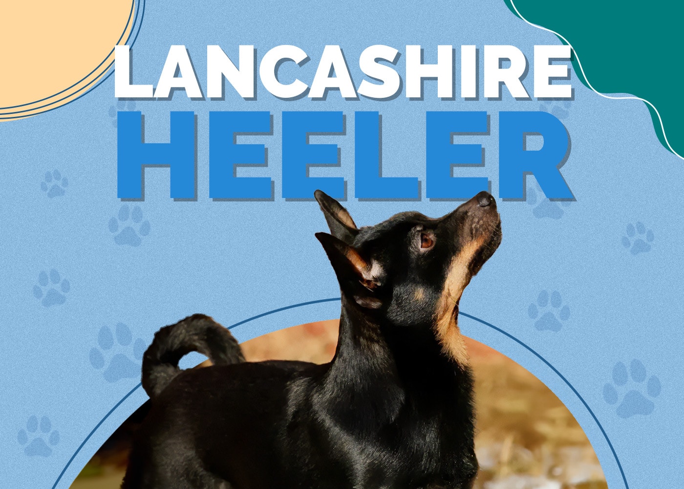 Lancashire Heeler | Dog Breed Info: Pictures, Characteristics & Facts