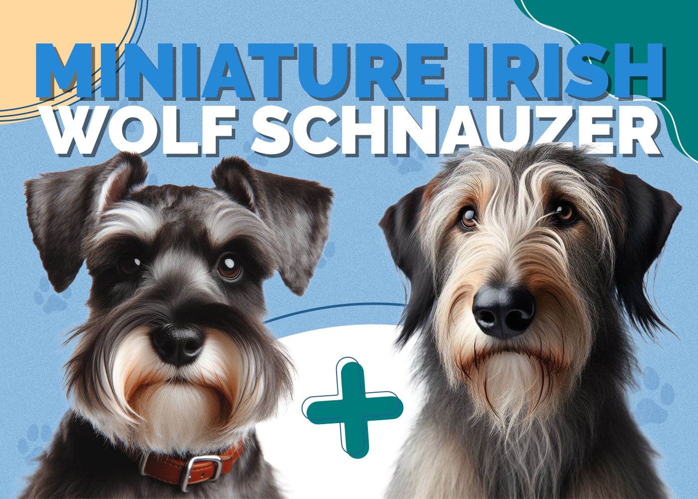 Miniature Irish Wolf Schnauzer Dog Breed: Info, Pictures, Traits & Facts