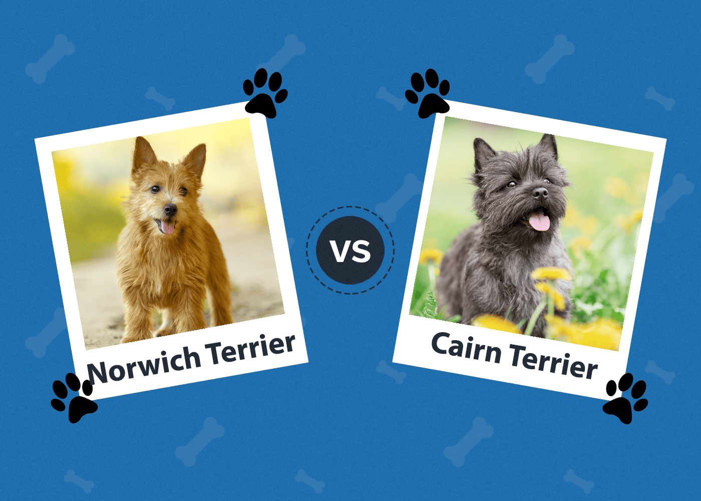 Norwich Terrier vs Cairn Terrier: The Differences (With Pictures)