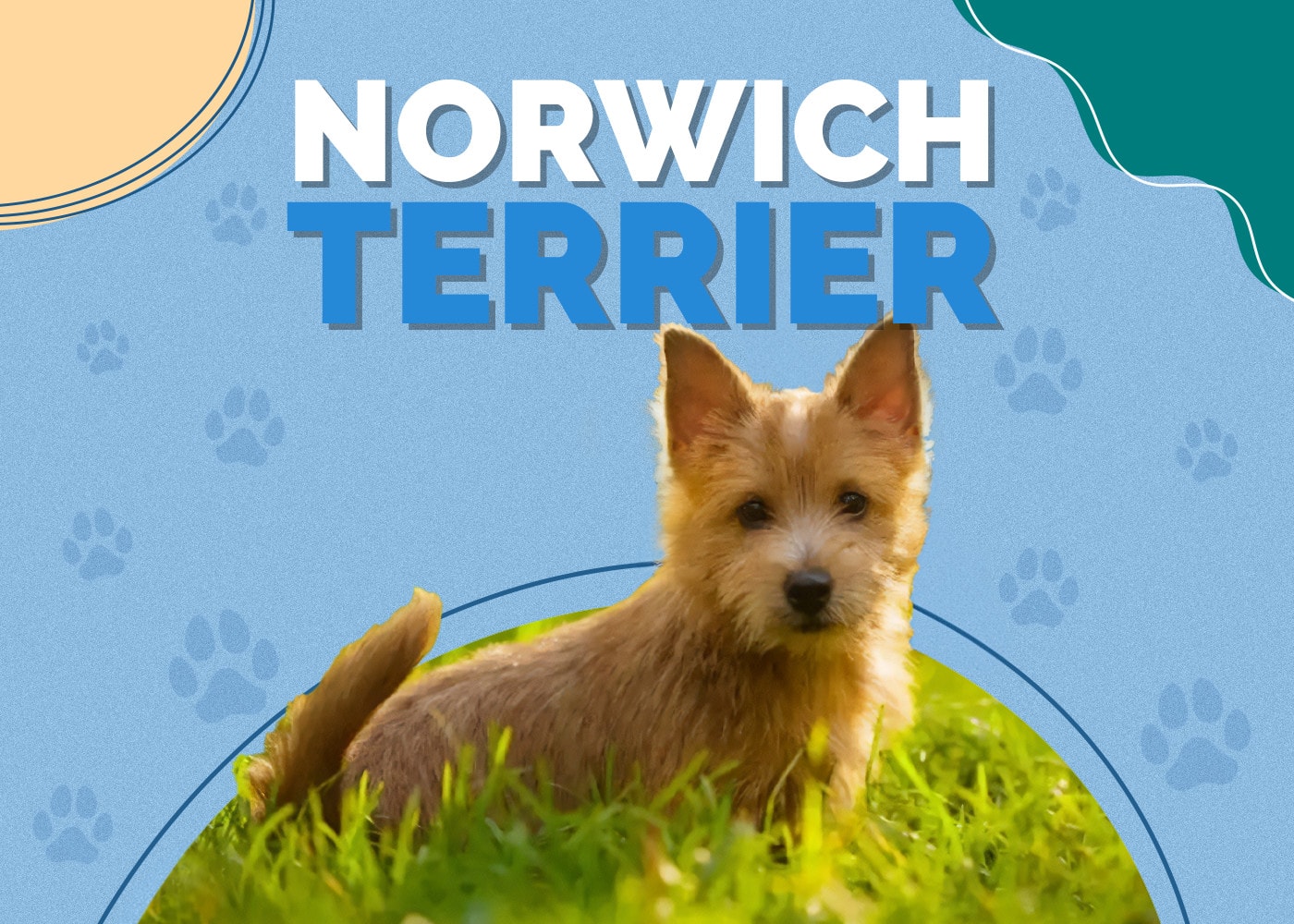 Norwich Terrier Dog Breed Info: Pictures, Personality & Facts