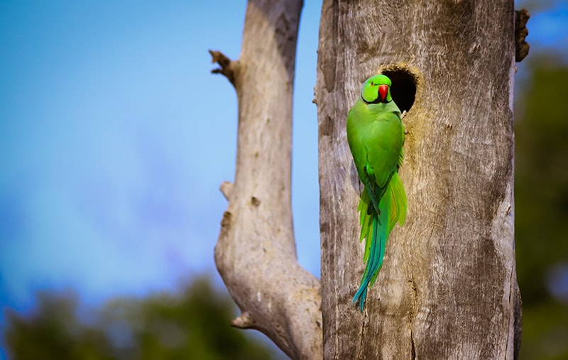 How Many Eggs Do Parakeets Lay? Facts & FAQ (Vet Answer)