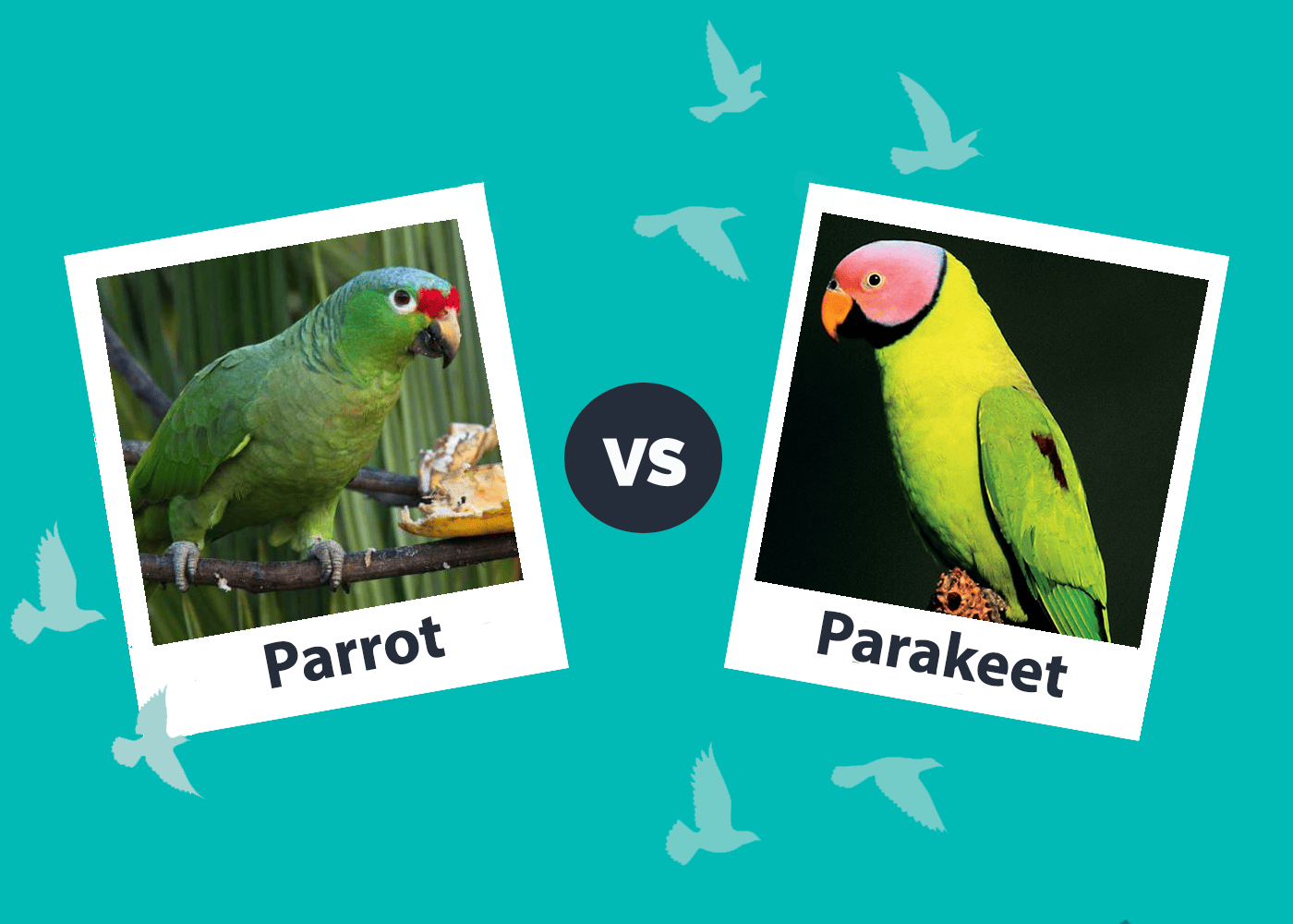 Parrot vs Parakeet: Vet-Reviewed Differences (With Pictures)