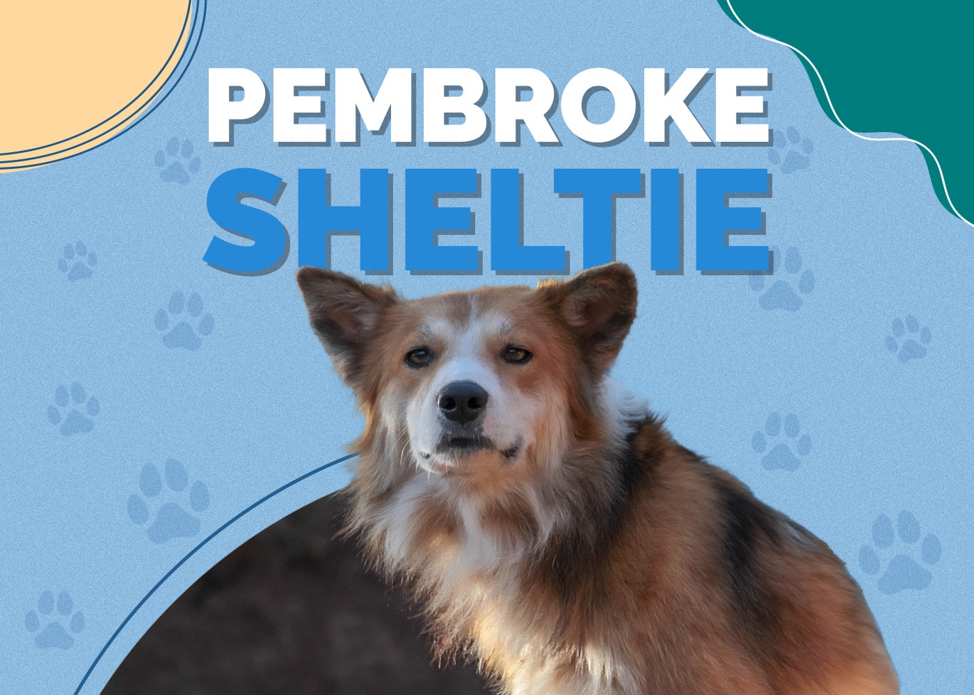 Pembroke Sheltie (Corgi & Sheltie Mix): Info, Pictures, Facts