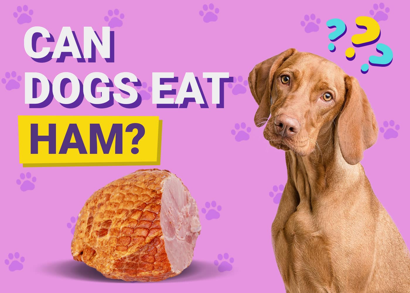 Can Dogs Eat Ham? Vet-Approved Facts & FAQ