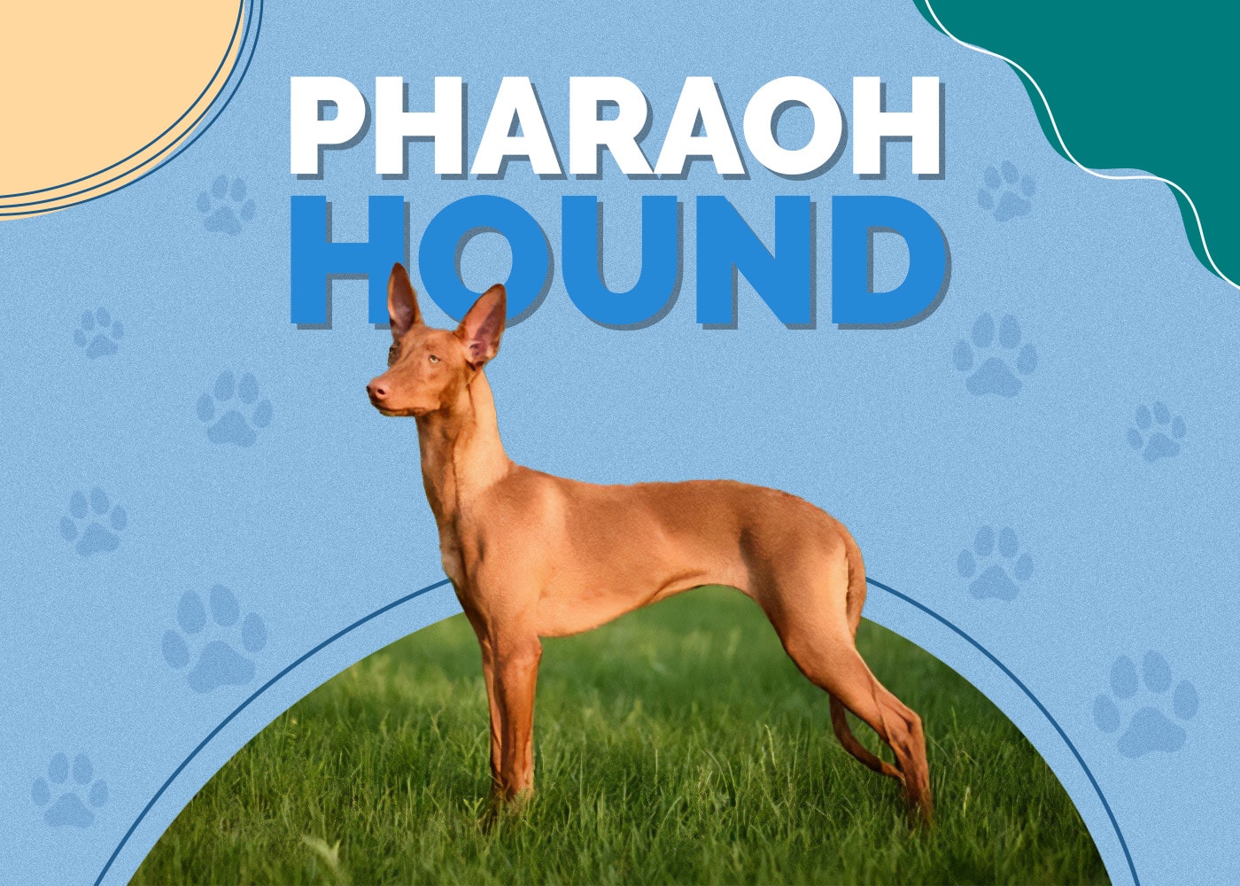 Pharaoh Hound Dog Breed Info: Pictures, Personality & Facts