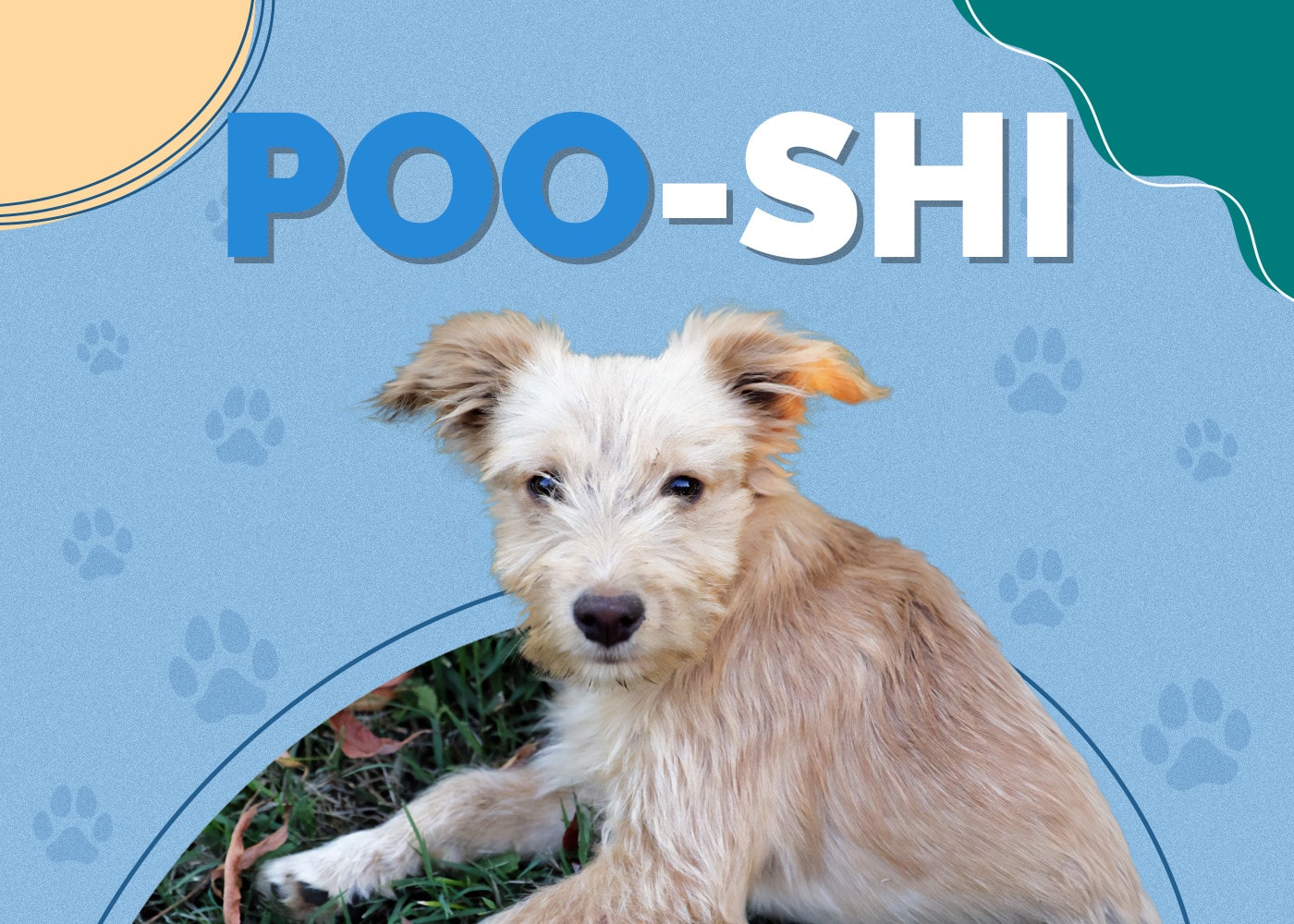 Poo-Shi (Poodle & Shiba Inu Mix): Info, Pictures, Traits, Facts