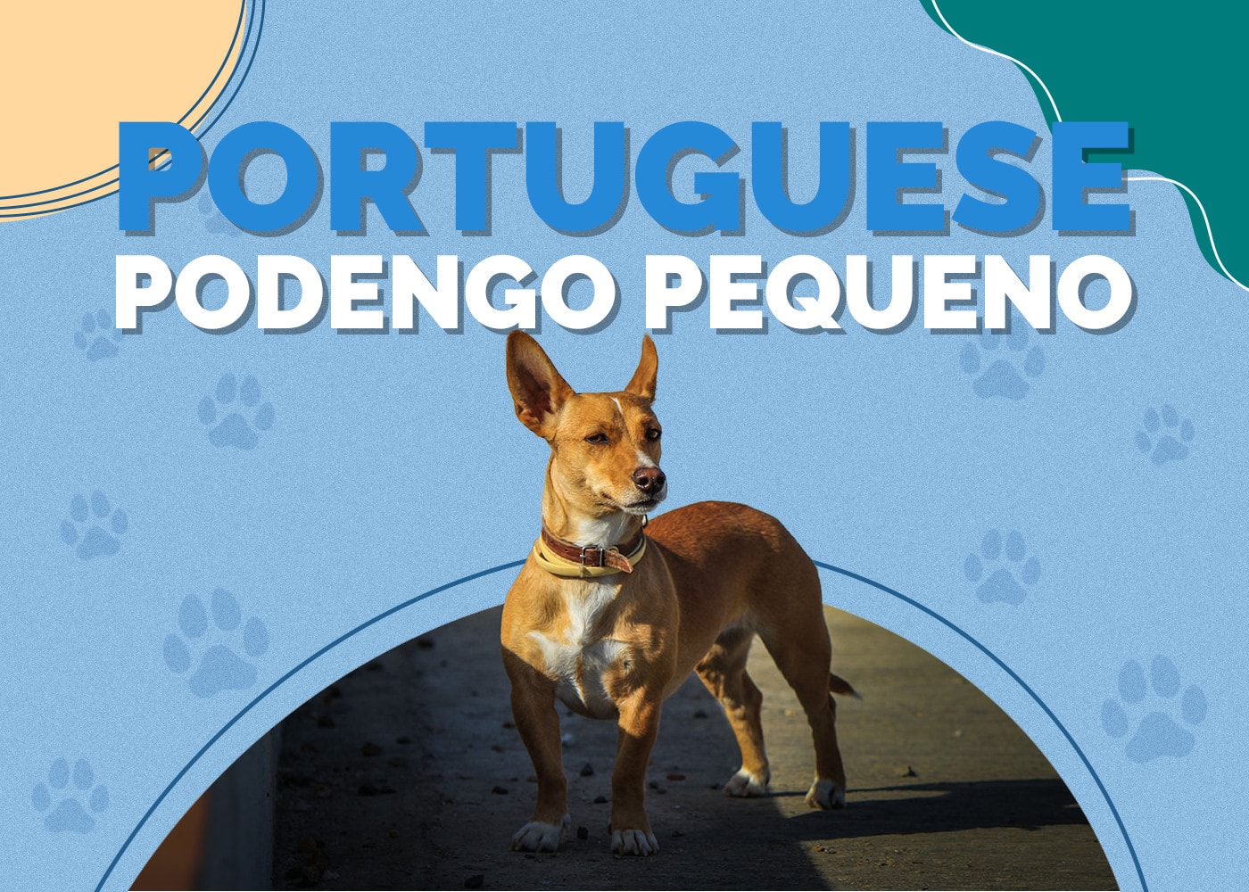 Portuguese Podengo Dog Breed: Info, Pictures, Characteristics & More