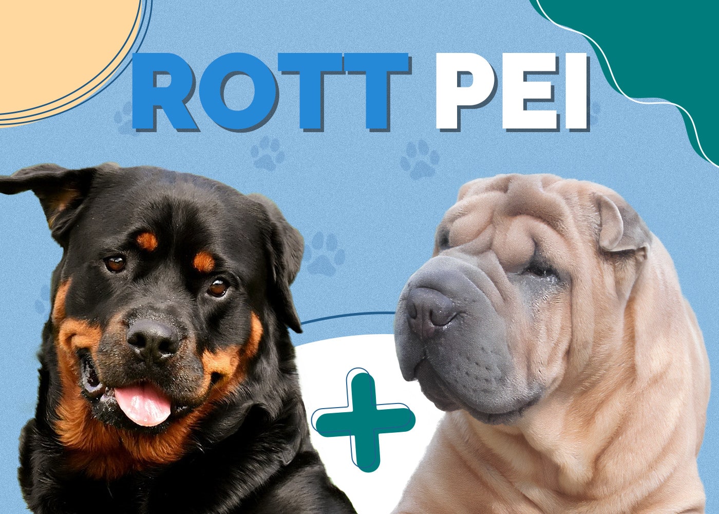 Rott Pei (Rottweiler & Shar-Pei Mix): Info, Pictures, Facts, Traits