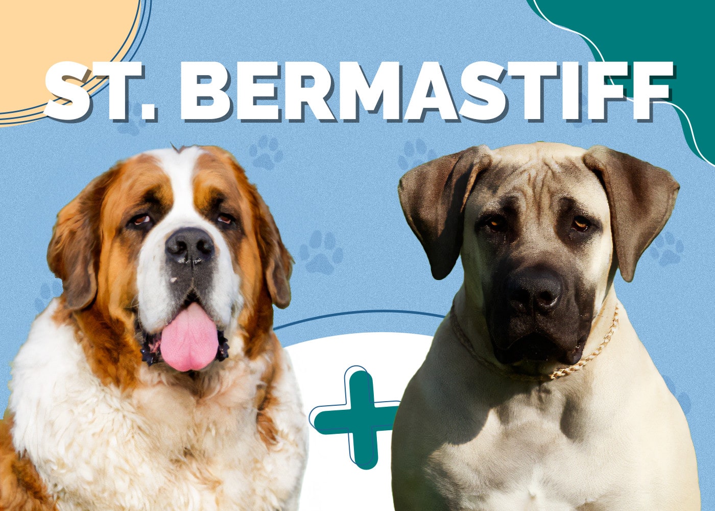 Saint Bermastiff (Mastiff & St. Bernard Mix): Info, Pictures, Care & More