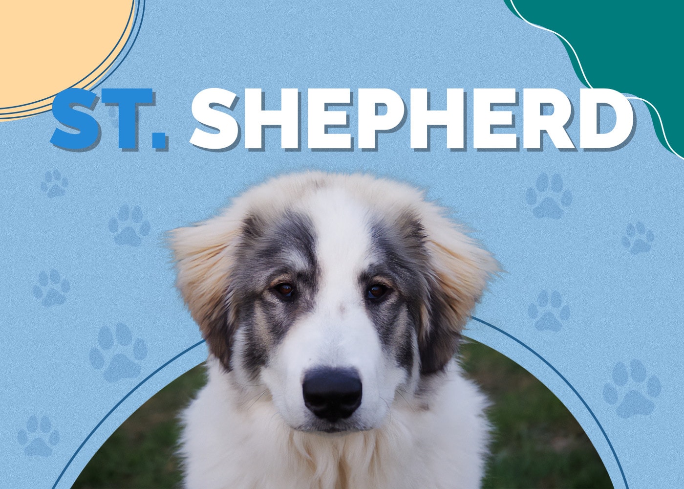 Saint Shepherd (German Shepherd & St. Bernard Mix): Pictures, Info, Facts