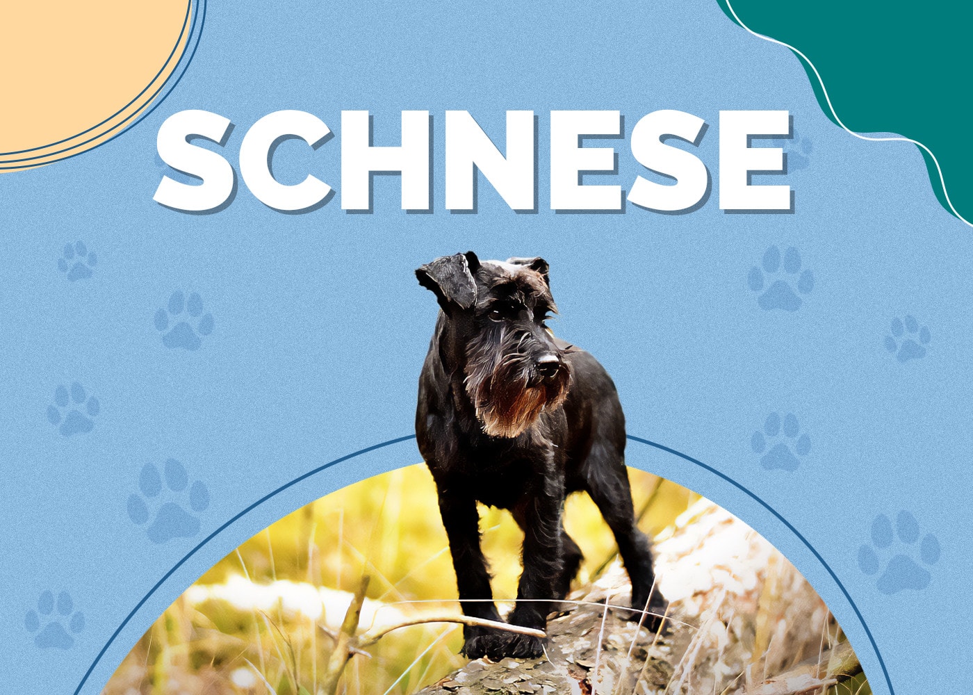 Schnese (Miniature Schnauzer & Havanese Mix): Info, Pictures, Traits