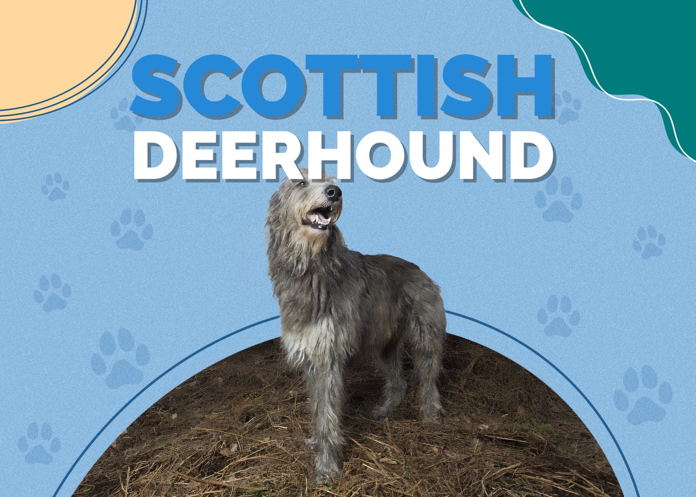 Scottish Deerhound Dog Breed: Info, Pictures, Personality & More