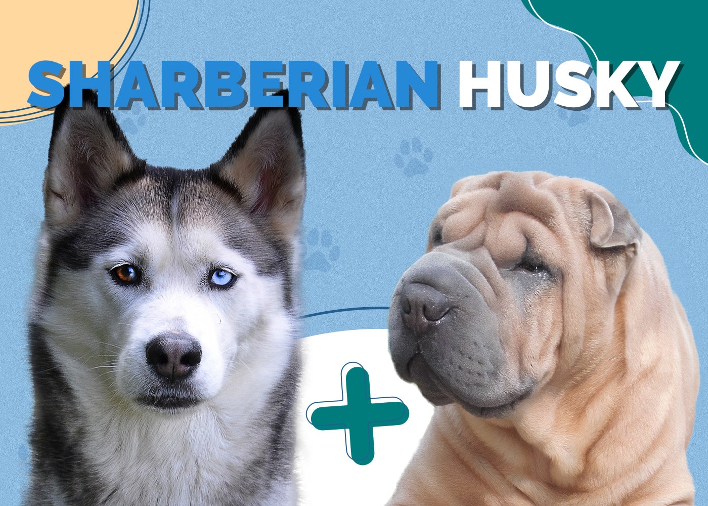 Sharberian Husky (Shar-Pei & Siberian Husky Mix): Info, Pictures, Facts