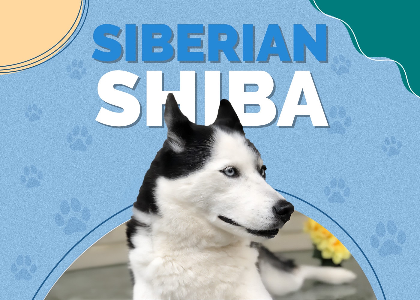 Siberian Shiba (Siberian Husky & Shiba Inu Mix): Info, Pictures & More