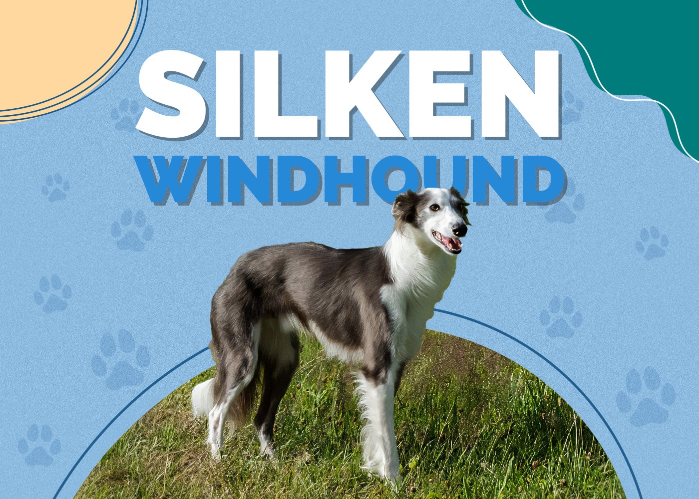 Silken Windhound Dog Breed: Info, Pictures, Traits & Facts