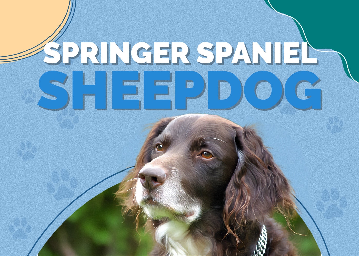 Springer Spaniel Sheepdog | Breed Info, Pictures & Traits