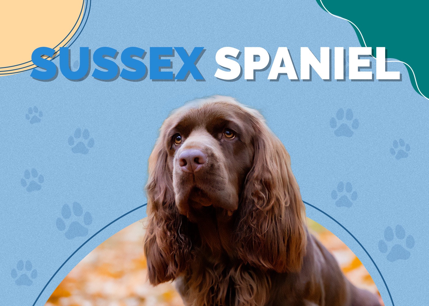 Sussex Spaniel Dog Breed Info: Pictures, Personality & Facts