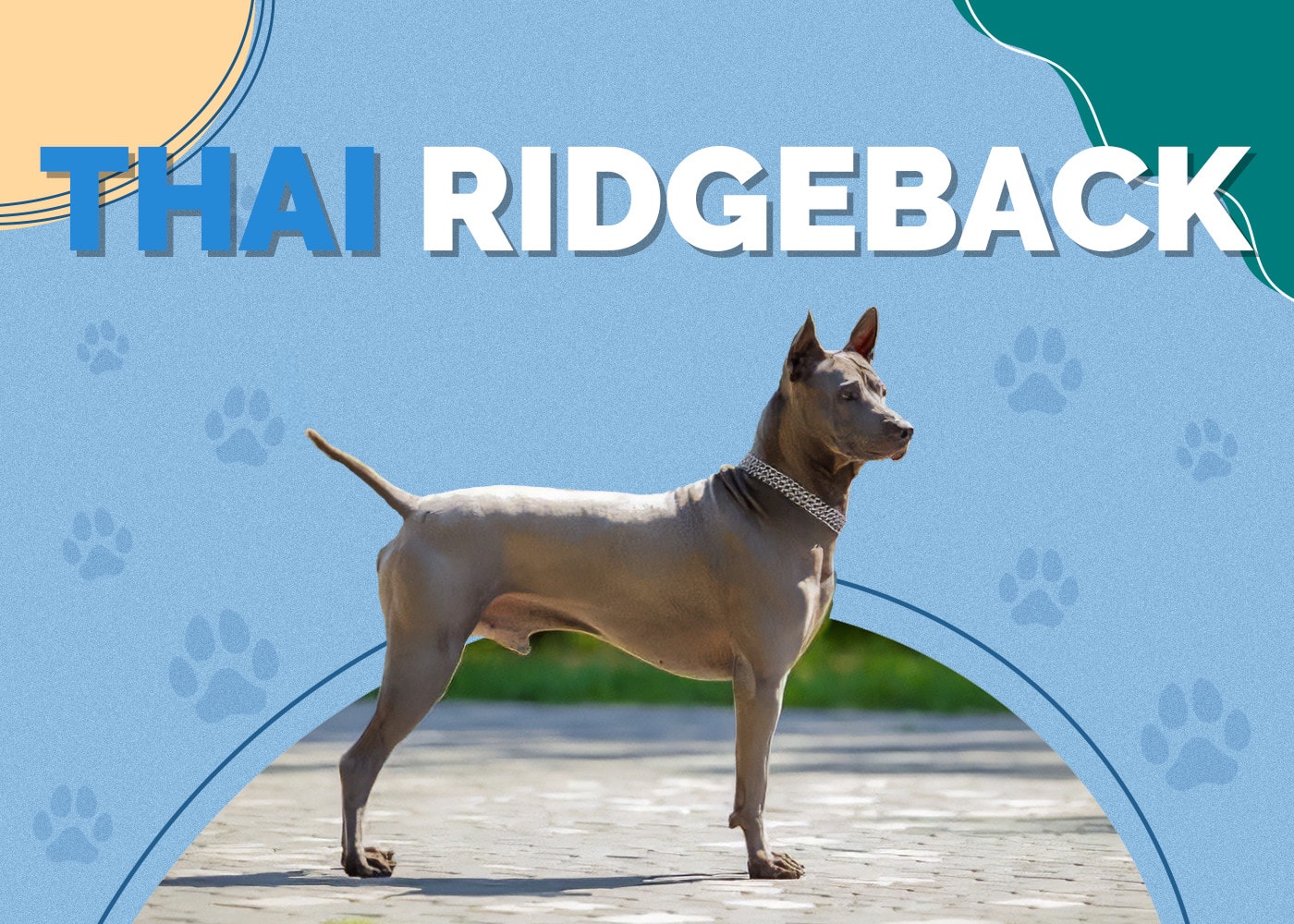 Thai Ridgeback | Dog Breed Info: Pictures, Traits & Facts