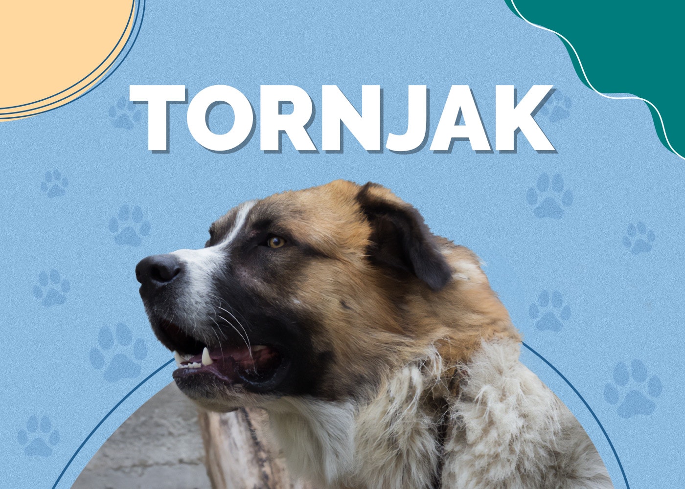 Tornjak Dog Breed Info: Pictures, Characteristics & Facts