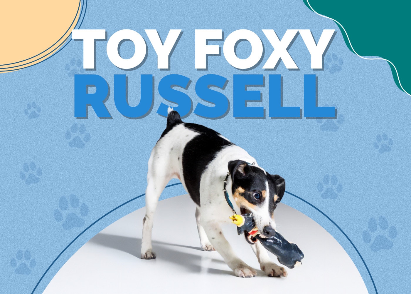 Toy Foxy Russell (Toy Fox Terrier & Jack Russell Terrier Mix) Info, Pictures, Facts
