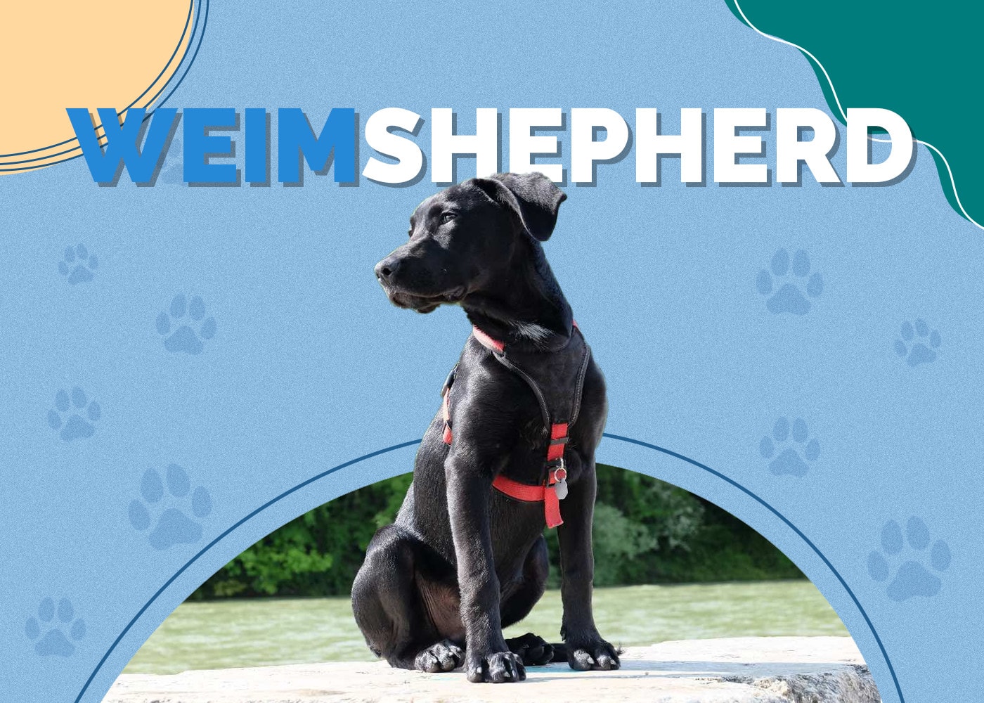 Weimshepherd (Weimaraner & German Shepherd Mix): Info, Pictures, Facts