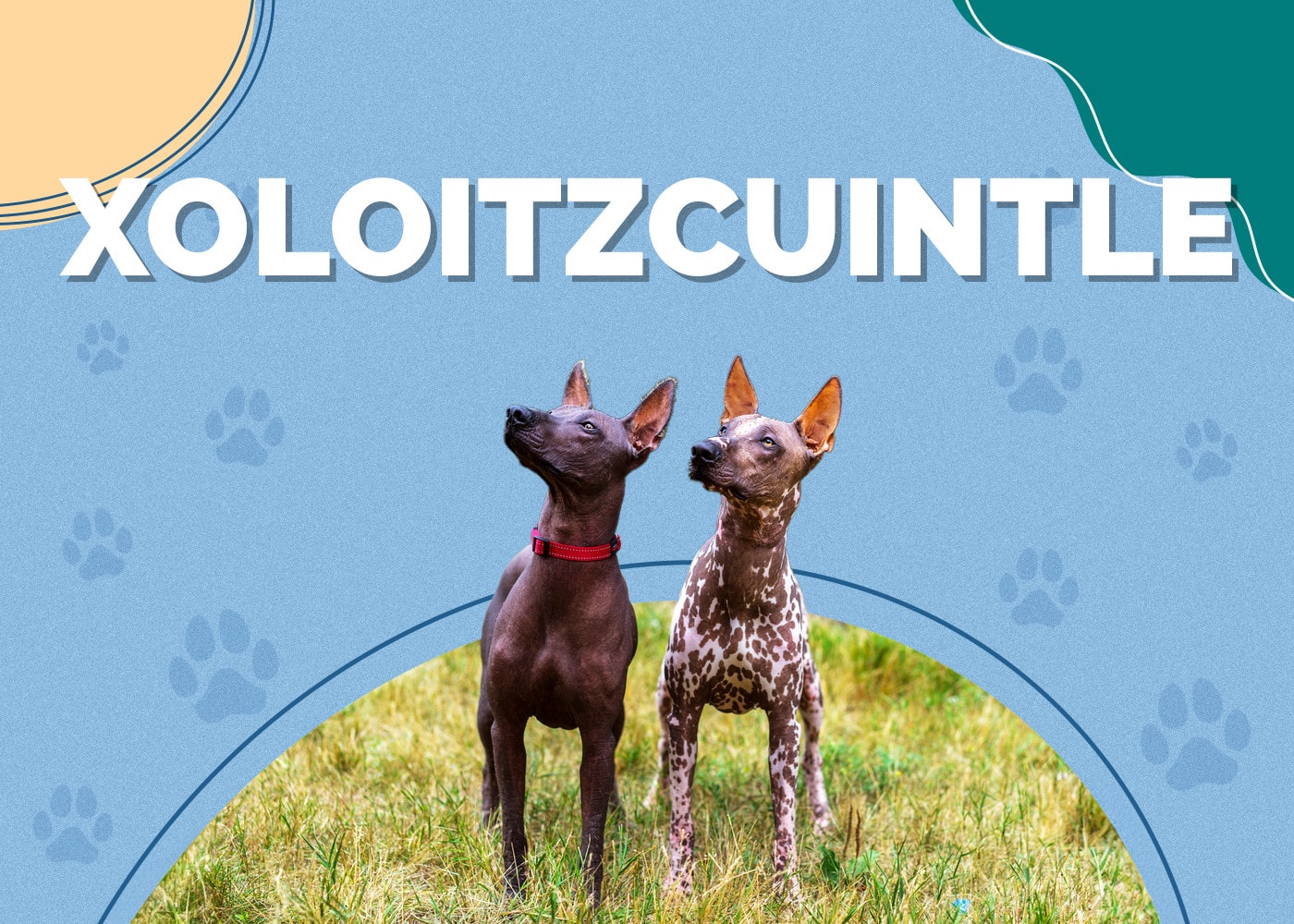 Xoloitzcuintle Dog Breed Info: Pictures, Characteristics & Facts