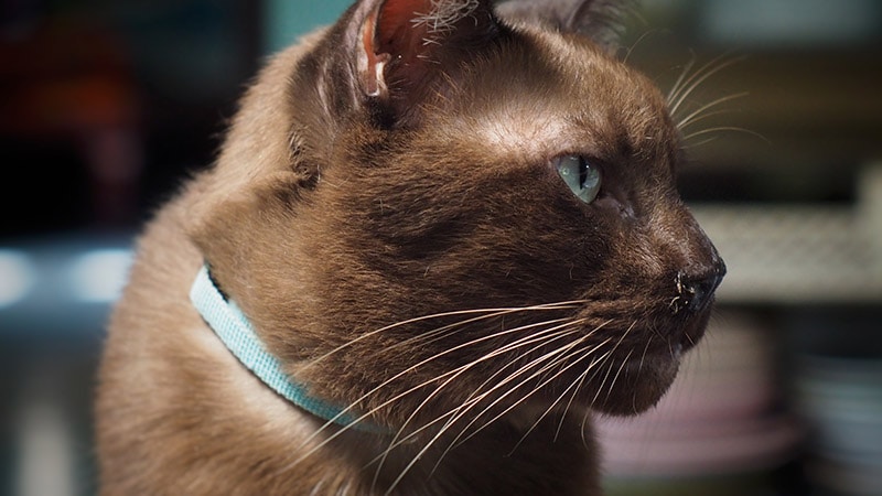 brown cat with nasal discharge
