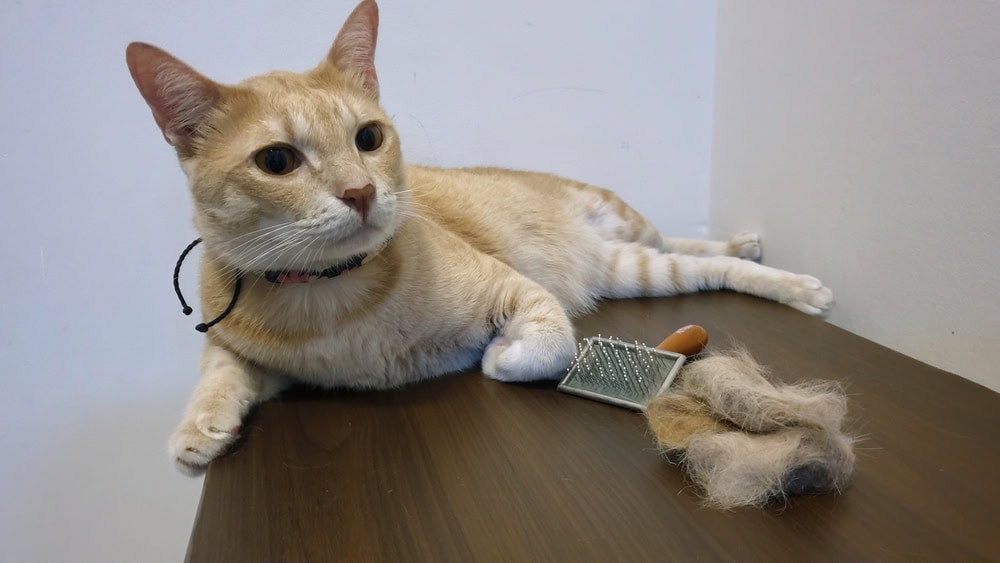 10 Best Cat Foods for Hairballs in Canada - 2026 Reviews & Top Picks