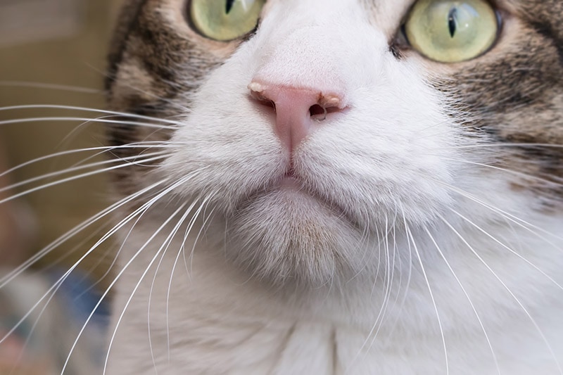 close up cat with nasal discharge