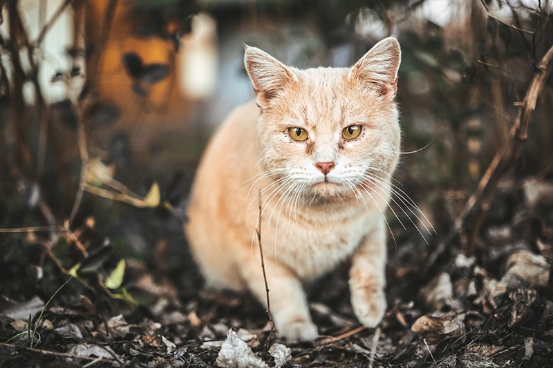 Why Does My Cat Have Black Boogers? 4 Vet-Approved Common Reasons