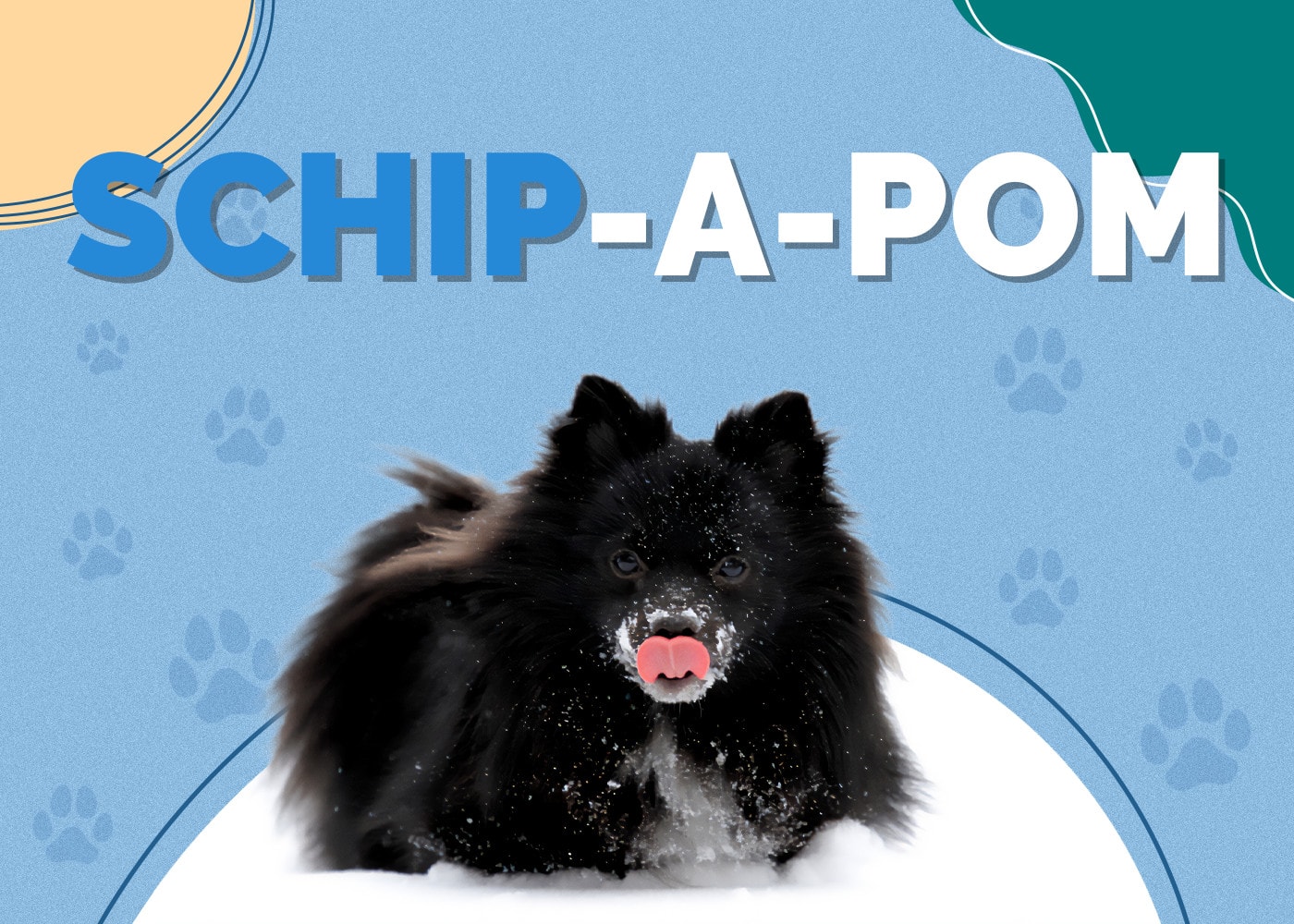 Schip-A-Pom (Schipperke & Pomeranian Mix): Info, Pictures, Facts