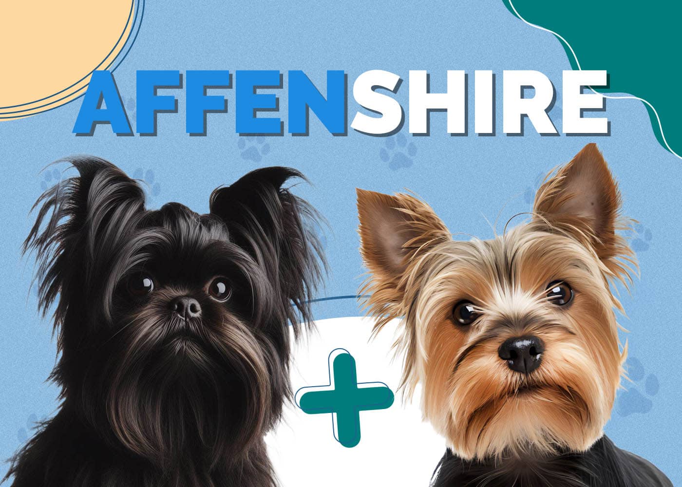Affenshire (Yorkshire Terrier & Affenpinscher Mix): Info, Pictures, Characteristics & Facts