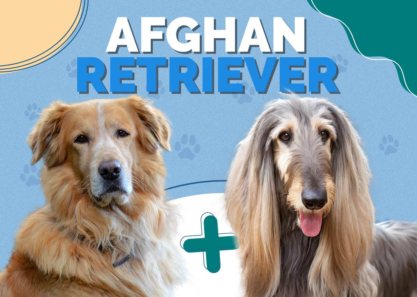 Afghan Retriever (Afghan Hound & Golden Retriever Mix): Info, Pictures, Traits & More