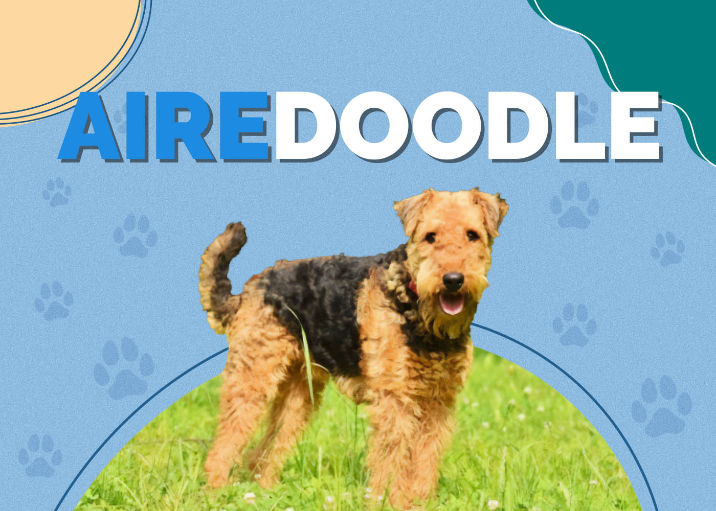 Airedoodle (Airedale Terrier & Poodle Mix): Info, Pictures, Characteristics & Facts