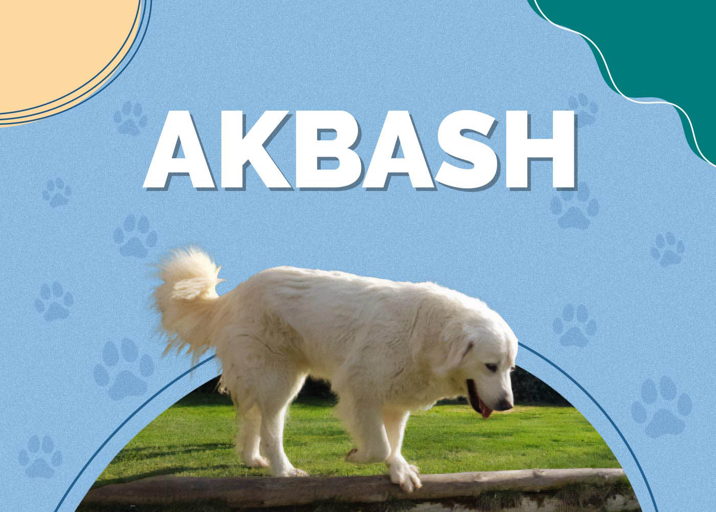 Akbash Dog Breed: Info, Pictures, Characteristics & Facts