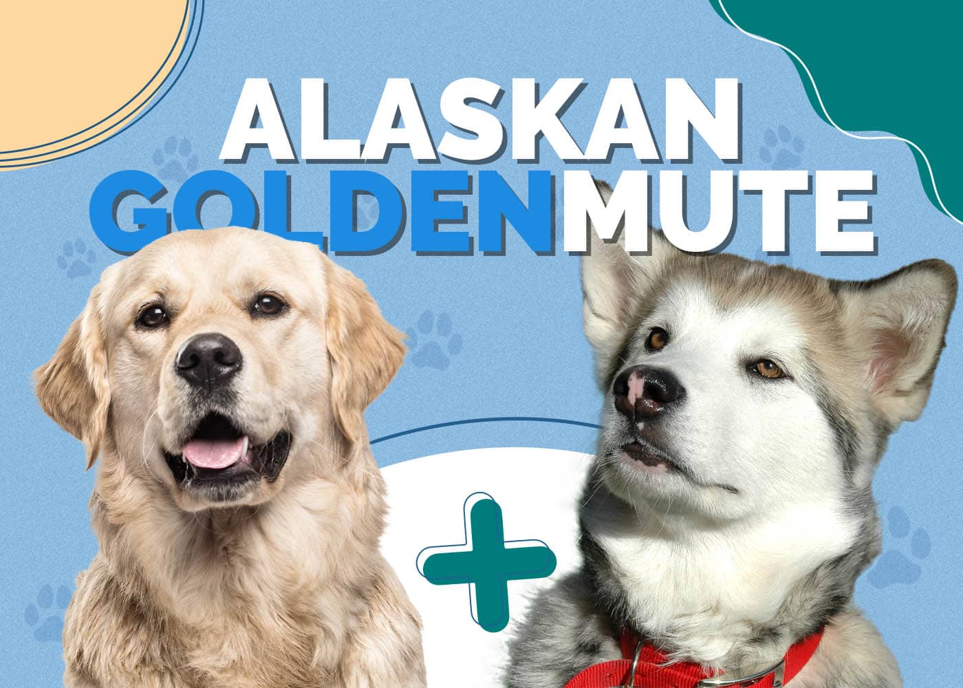 Alaskan Goldenmute (Alaskan Malamute & Golden Retriever Mix): Info, Pictures, Characteristics & Facts