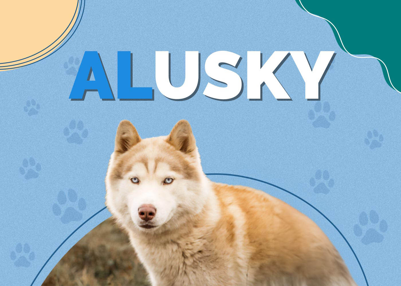 Alusky (Alaskan Malamute & Siberian Husky Mix): Info, Pictures, Facts