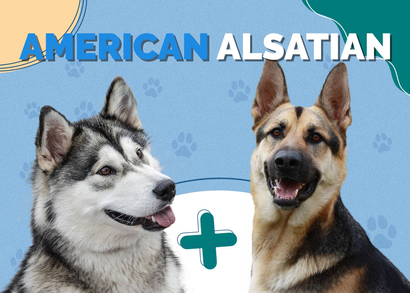American Alsatian Dog Breed: Info, Pictures, Personality & More