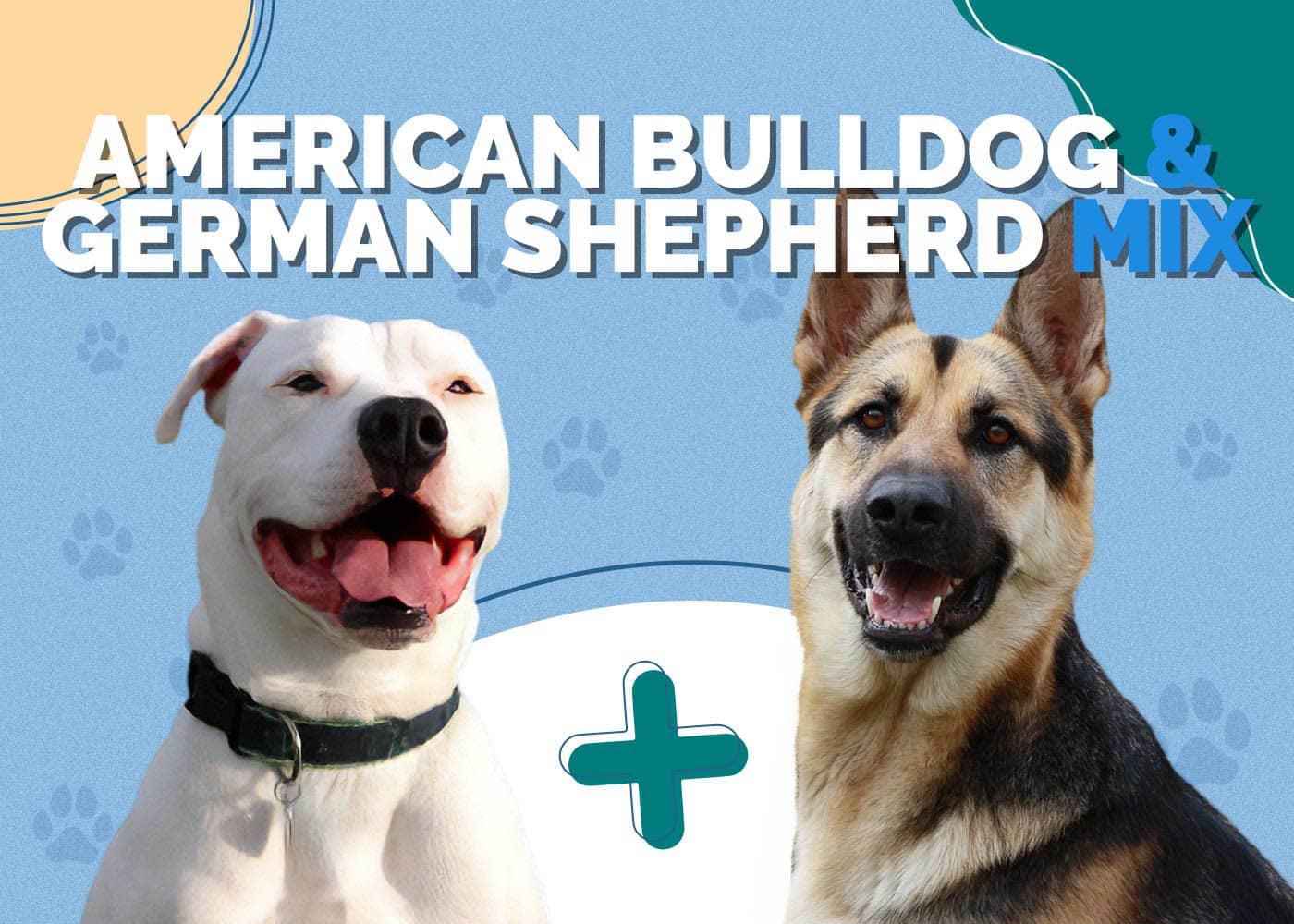 American Bulldog & German Shepherd Mix: Info, Pictures, Facts, Traits