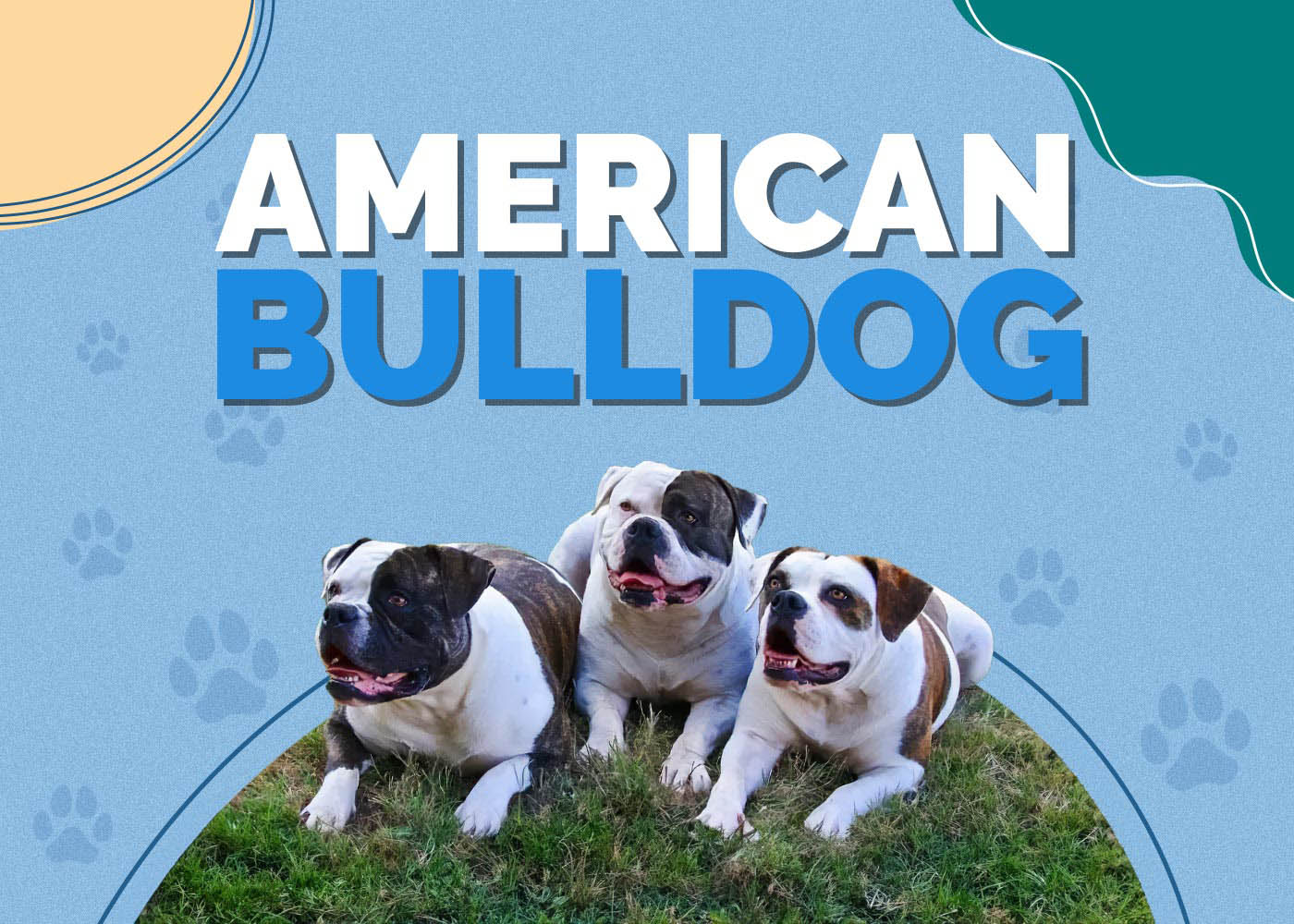 American Bulldog Dog Breed Info: Pictures, Traits & Facts